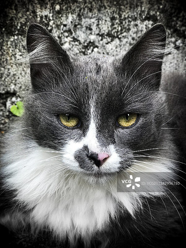 猫咪特写画像，巴西图片素材