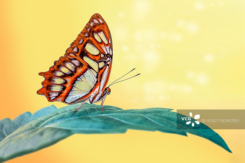 叶子上的蝴蝶特写图片素材
