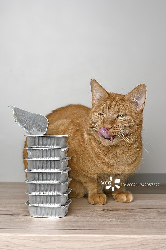 在德国，猫咪坐在桌子上的容器旁图片素材