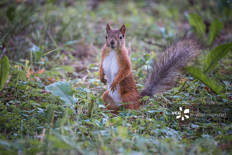 灰色的树松鼠在田野上特写，立陶宛乌田纳图片素材