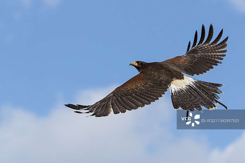飞翔的老鹰的低角度景观图片素材
