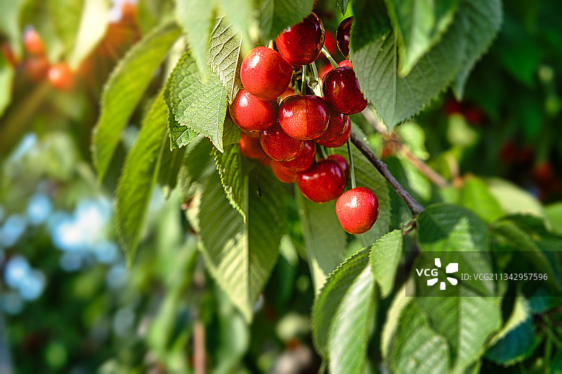 树上生长的樱桃特写图片素材