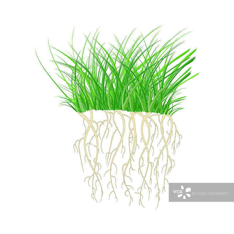 带根的绿草图片素材