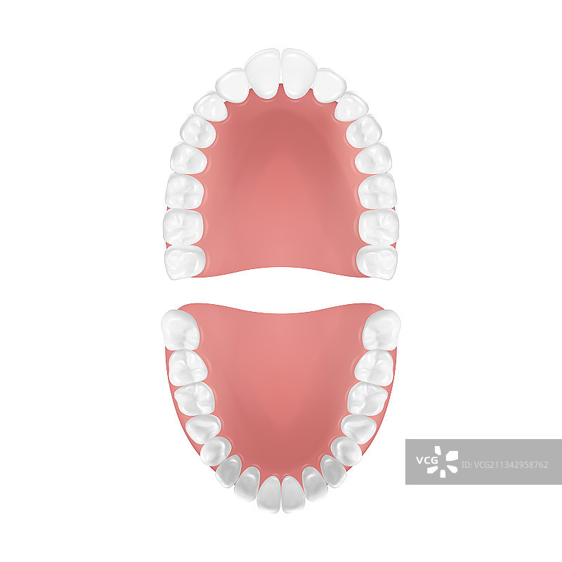3D逼真成人上下颌牙齿模型图片素材