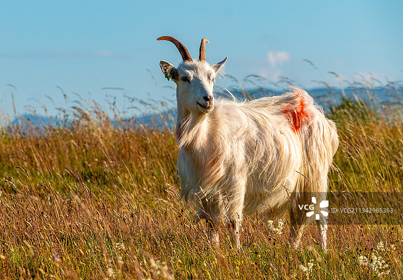 山羊站在田野上，以天空为背景的肖像，英国兰迪德诺图片素材