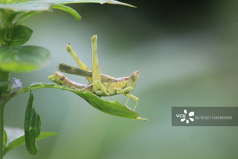 植物上的昆虫特写，西孟加拉邦，印度图片素材
