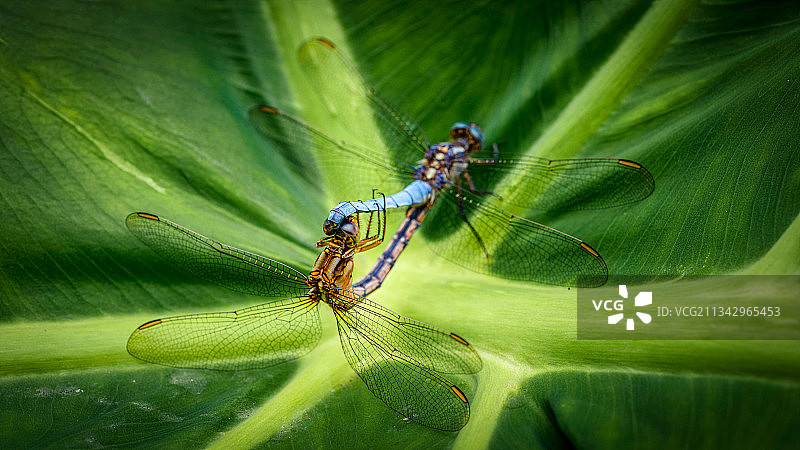 法国昂迪兹树叶上的蜻蜓特写图片素材