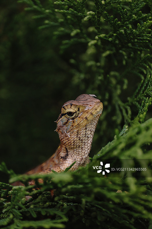 蜥蜴在植物上的特写镜头图片素材