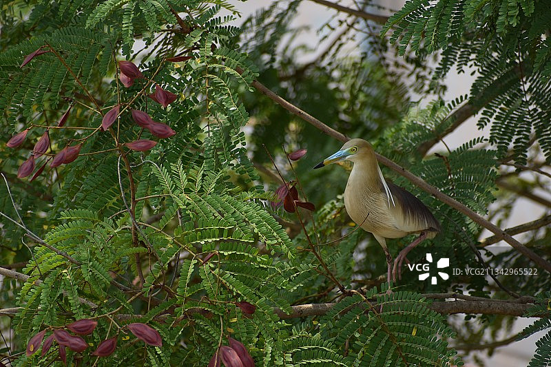 印度奥里萨邦布巴内斯瓦尔：翠鸟栖息在树上的仰视角度图片素材