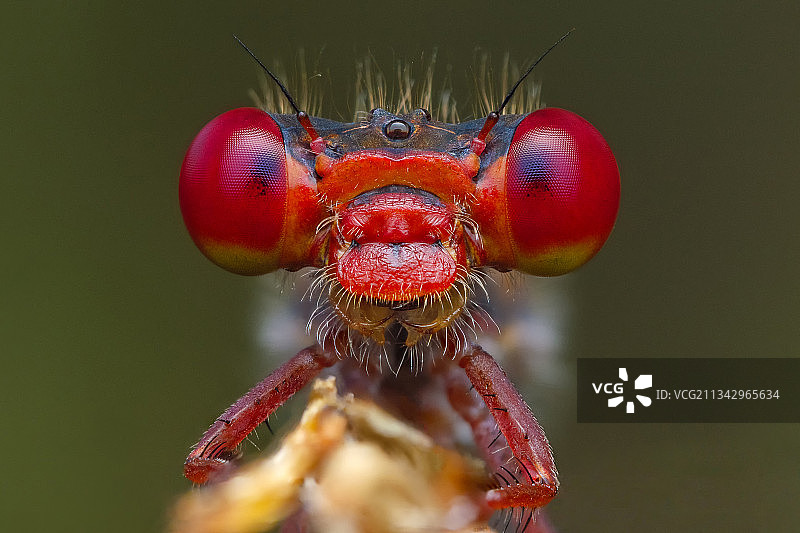 意大利树叶上的苍蝇特写图片素材