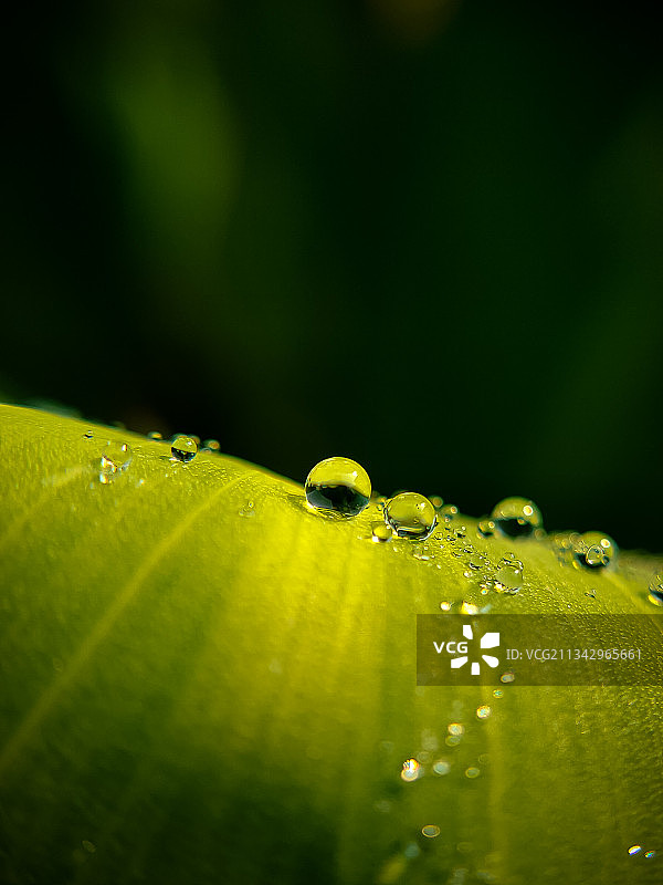 绿叶上的雨滴特写图片素材