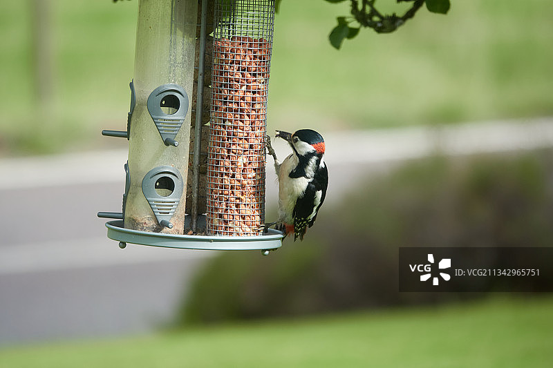 歌雀栖息在歌雀屋上的特写，英国图片素材