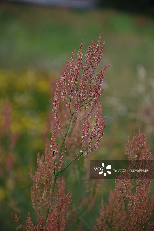 田间开花植物的特写镜头图片素材