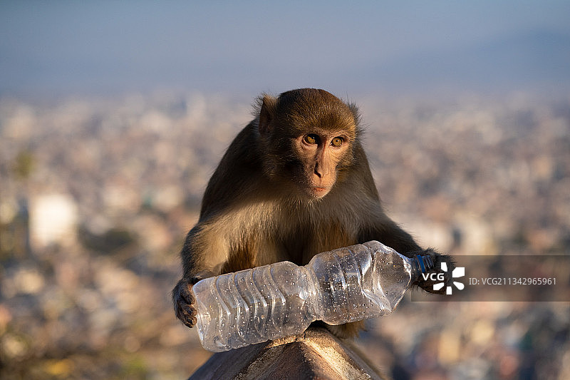猴子坐在挡土墙上，以天空为背景的特写图片素材