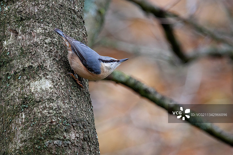 英国鸣禽栖息于树枝特写图片素材