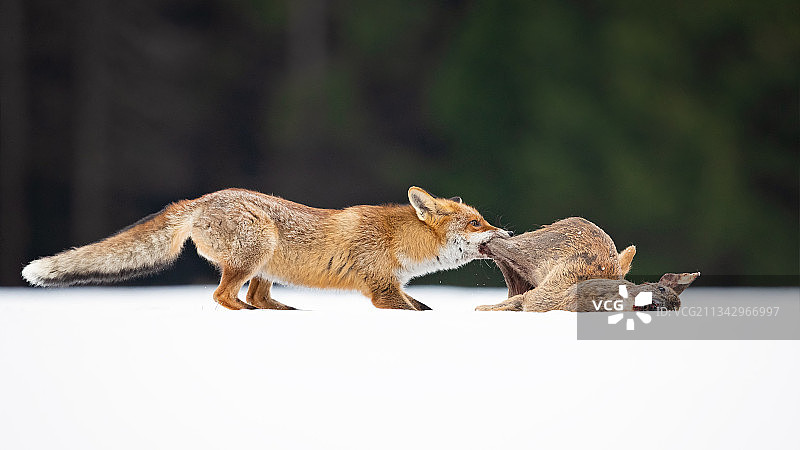 红狐正在进食（捷克）图片素材