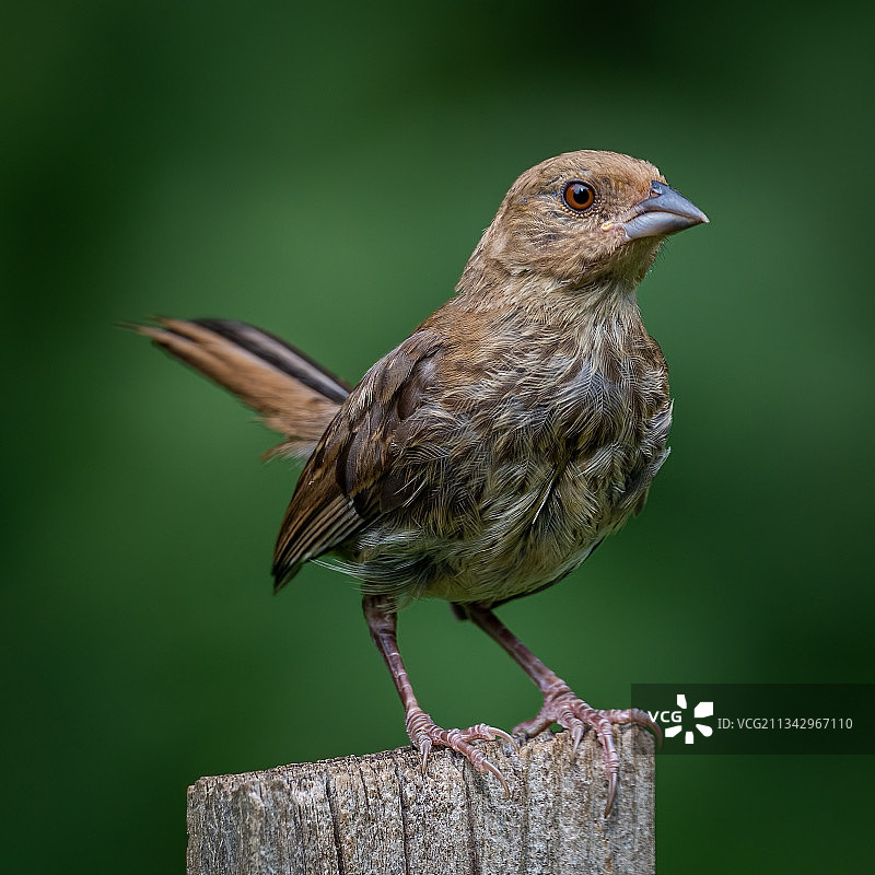 栖息在木桩上的鸣雀特写图片素材