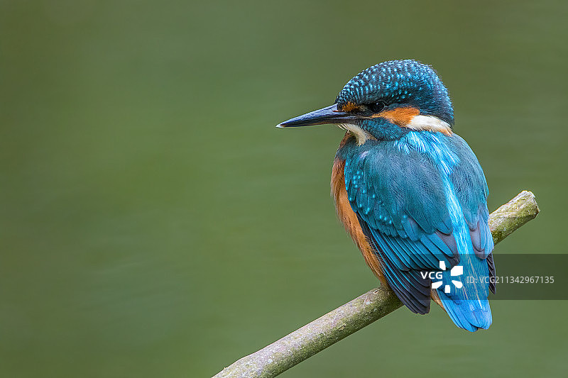 翠鸟栖息在树枝上，英国利兹特写图片素材
