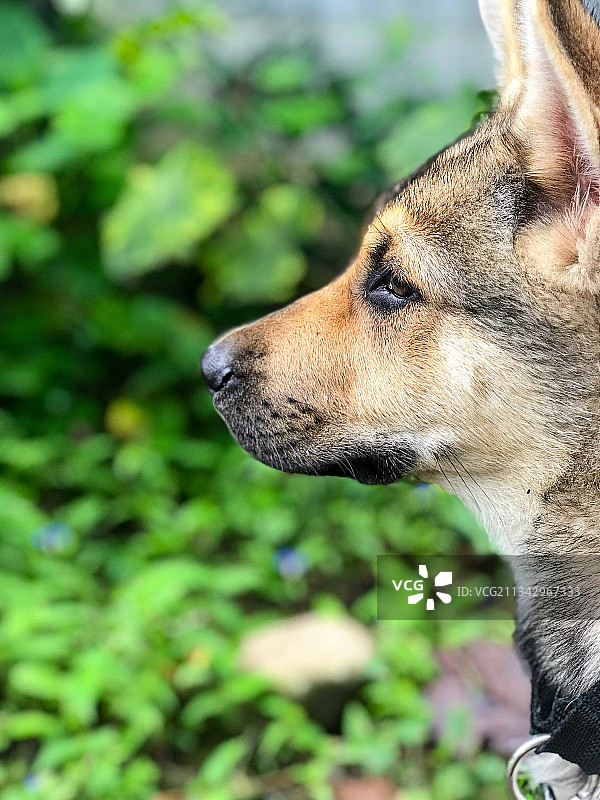 纯种牧羊犬的特写图片素材
