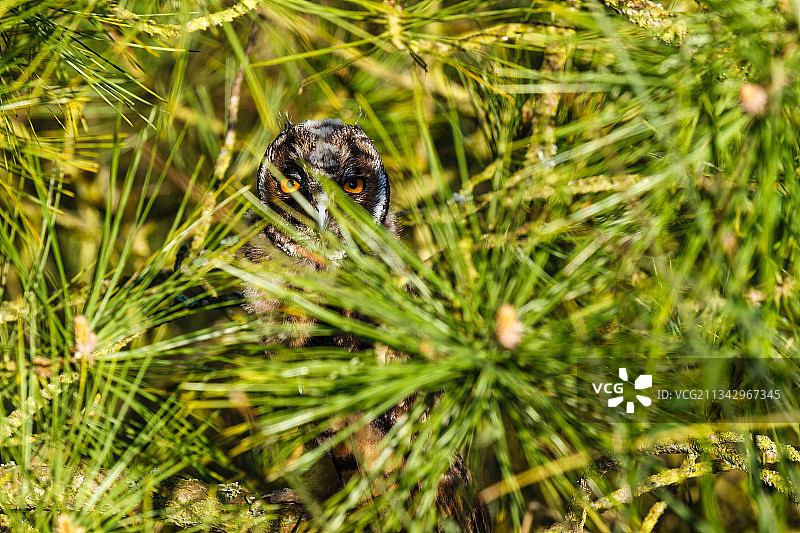 西班牙草地上的蜘蛛特写图片素材