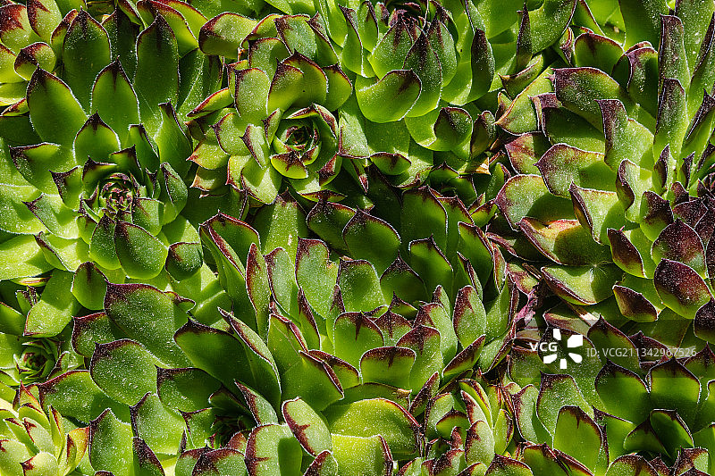 西班牙多肉植物全画幅照片图片素材