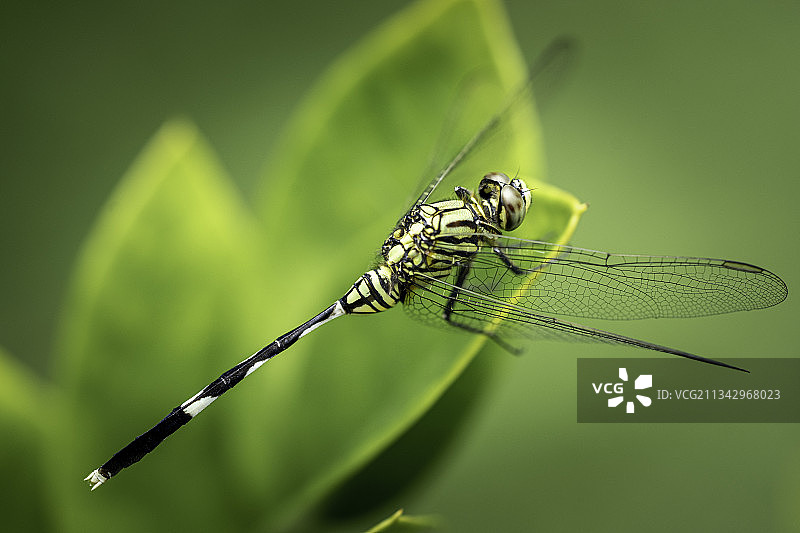 植物上蜻蜓的特写镜头图片素材