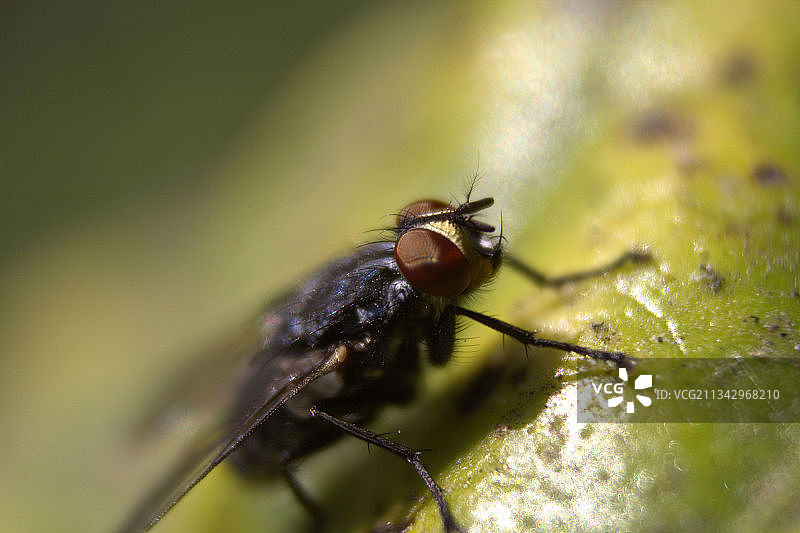 阿根廷树叶上的苍蝇特写图片素材