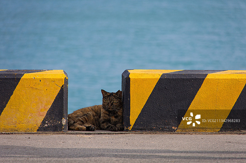 猫咪坐在黄色墙边特写图片素材