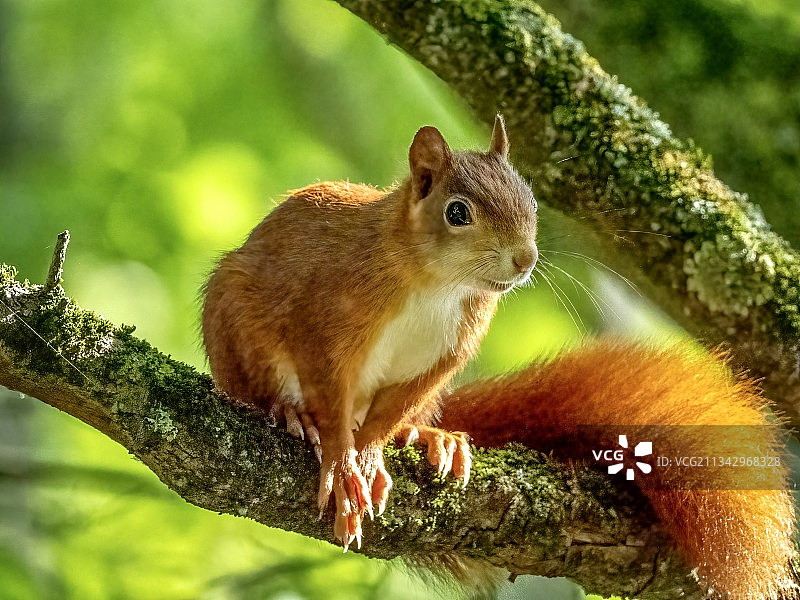 德国帕滕森科尔丁根树枝上的灰色松鼠特写图片素材