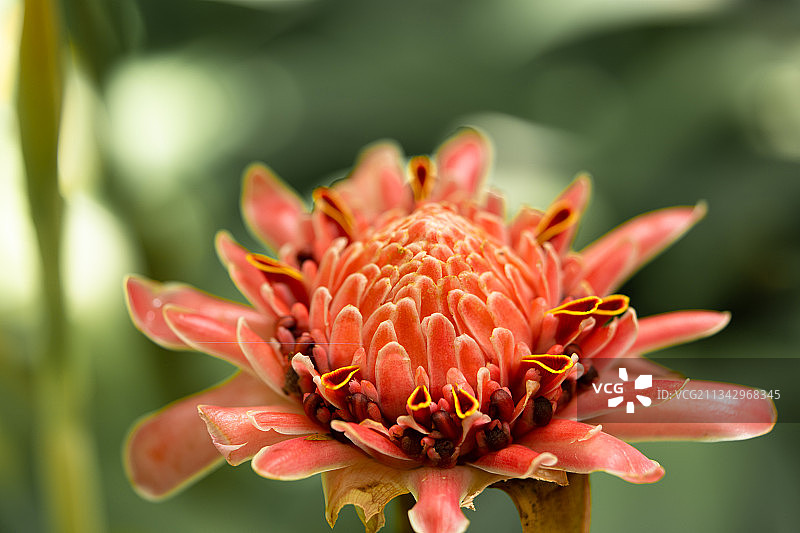 红色花朵的特写图片素材