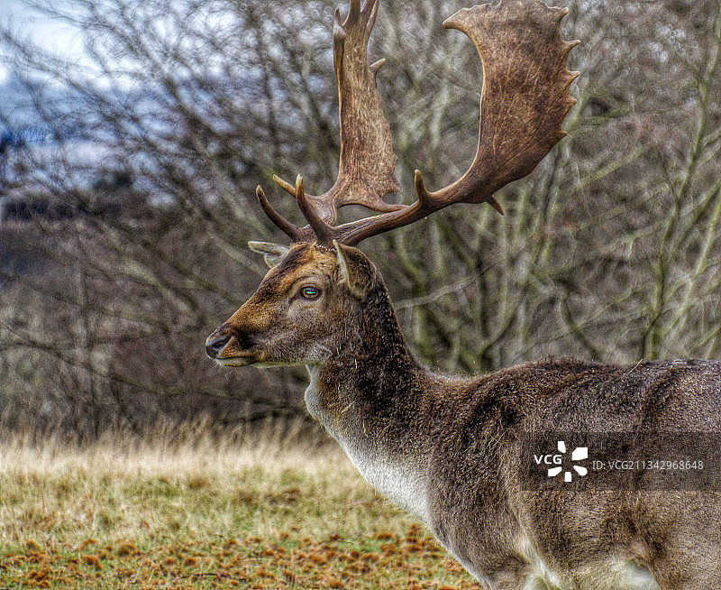 英国七橡树鹿园原野上的鹿侧视图图片素材