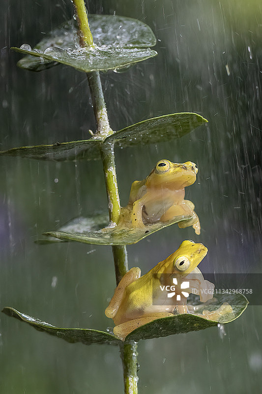 水中树蛙特写，印度尼西亚勿加泗图片素材