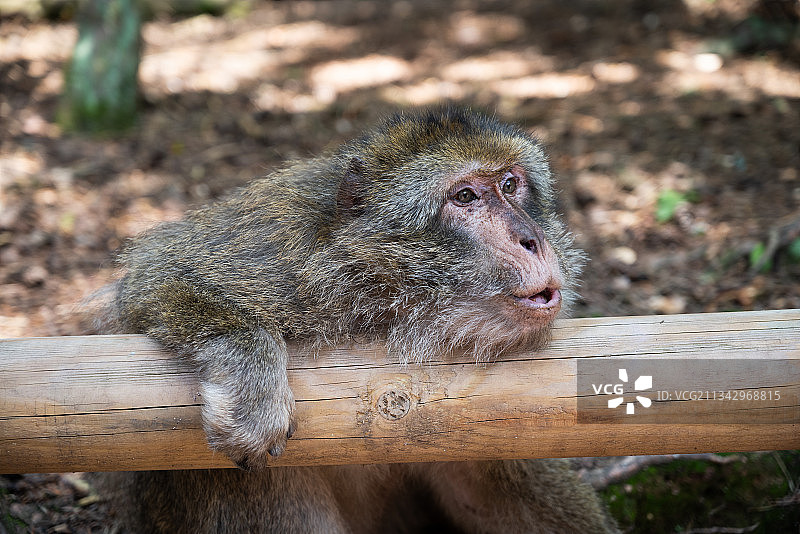 木头上的猴子近距离照片，法国埃普菲格图片素材