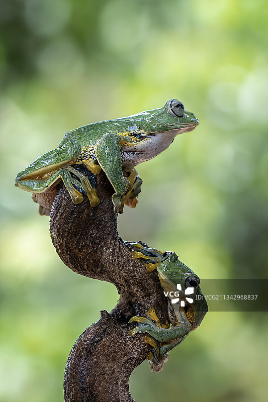 印度尼西亚勿加泗树枝上的青蛙特写图片素材