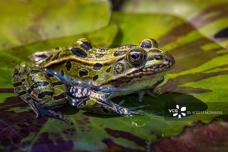 加拿大马尼托巴温尼伯湖中的青蛙特写图片素材