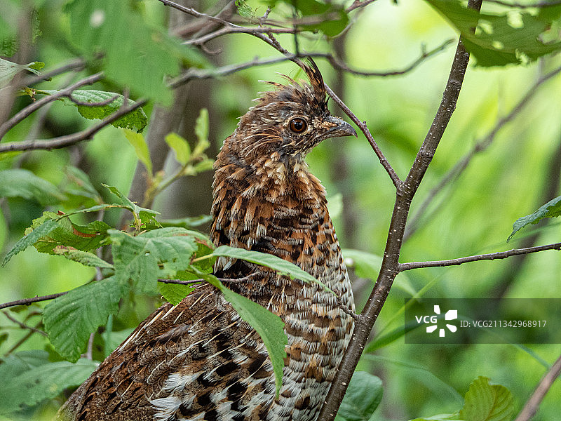 学习吃东西的幼年横斑林鸮，美国图片素材