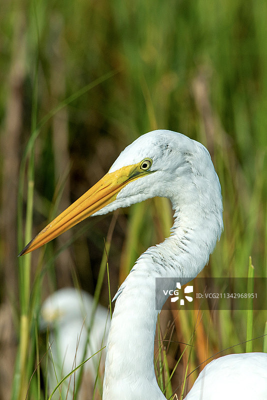 灰鹭的特写镜头图片素材