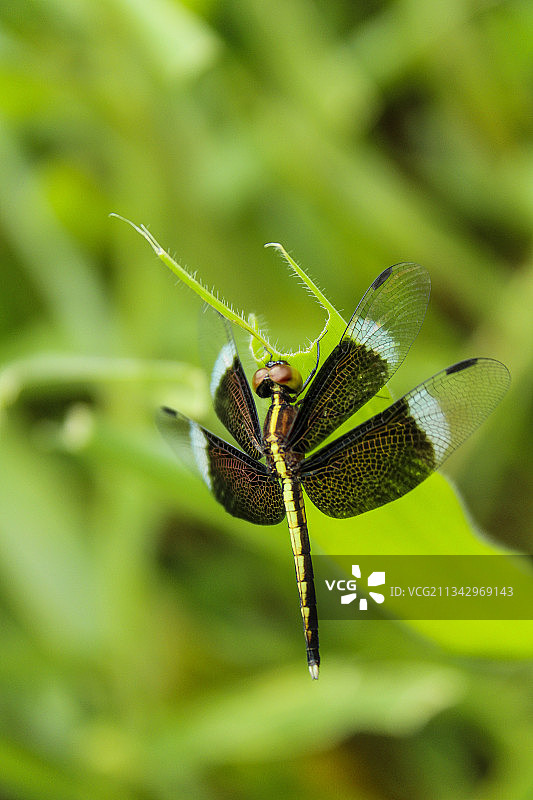 昆虫在植物上的特写镜头图片素材