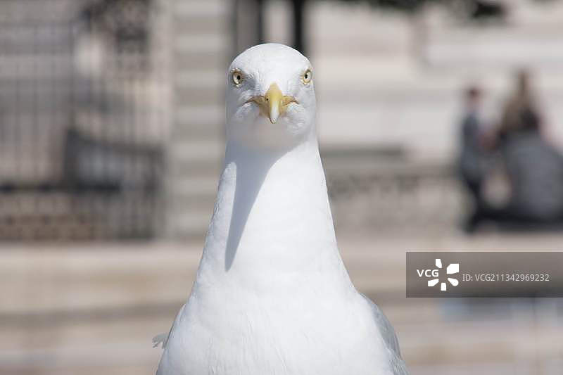 利物浦海鸥特写，英国图片素材