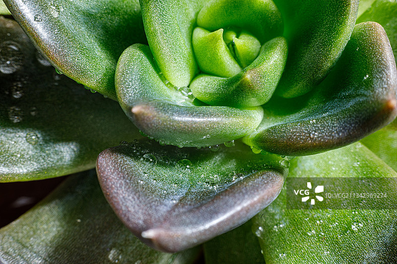 肉质植物的特写图片素材