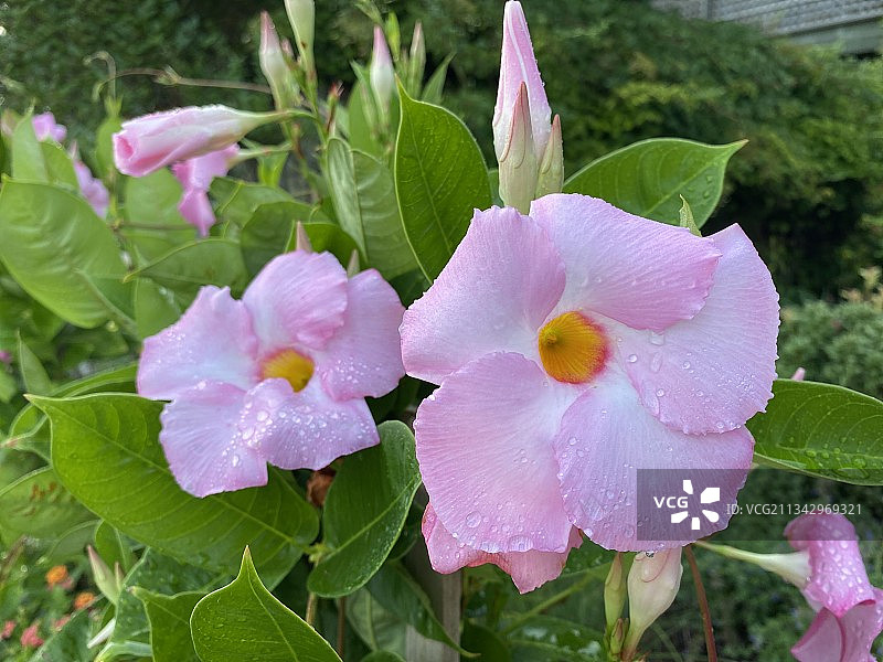 潮湿的粉色开花植物特写，美国纽约州 Amagansett图片素材