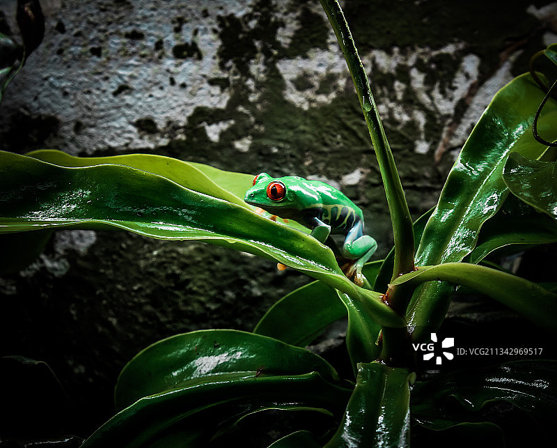 植物上树蛙特写，美国图片素材