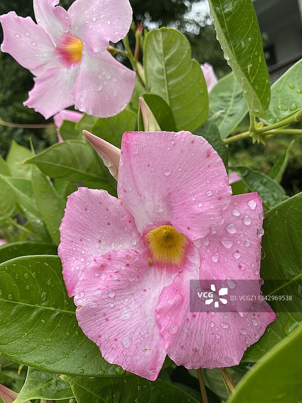 阿马甘西特粉色湿润玫瑰花特写图片素材