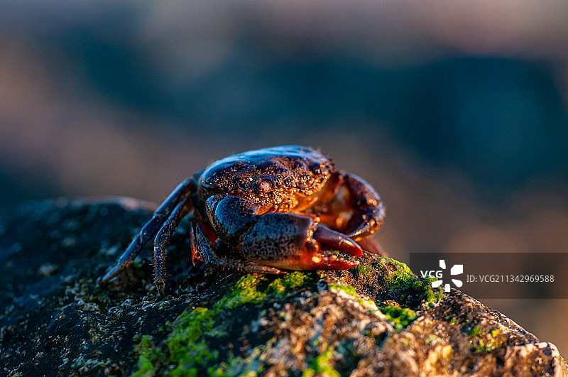 岩石上的螃蟹特写图片素材