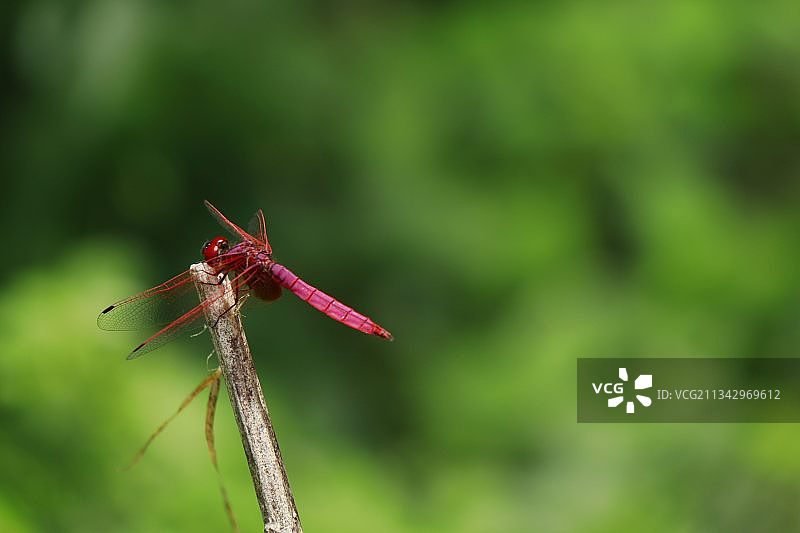 植物上蜻蜓的特写镜头图片素材