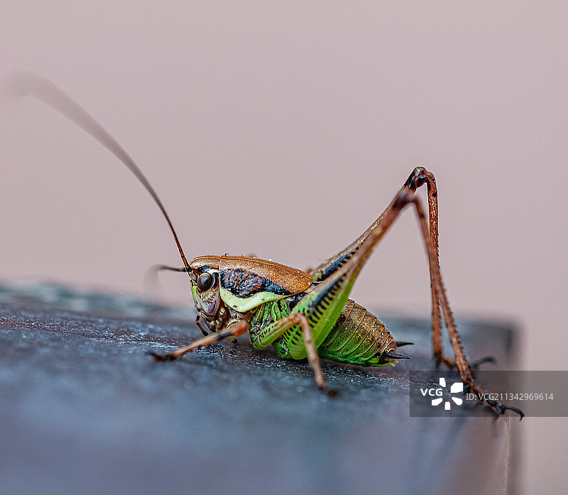 挡土墙上的草蜢特写图片素材