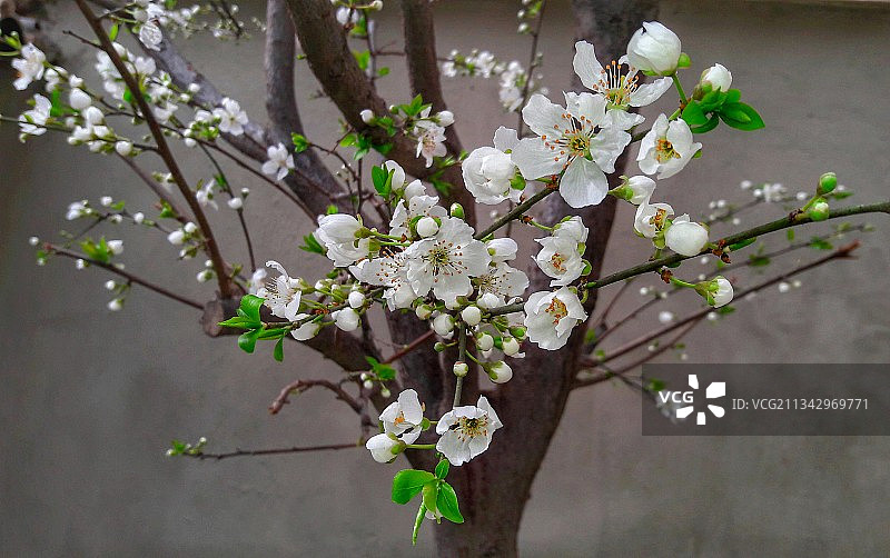 春天白色樱花的特写图片素材