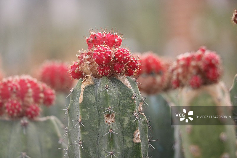 红色仙人掌特写图片素材