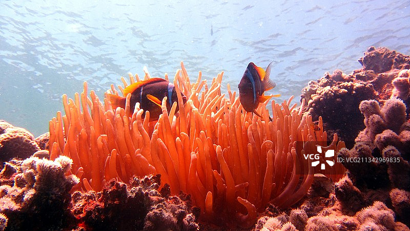 海中珊瑚的特写镜头图片素材