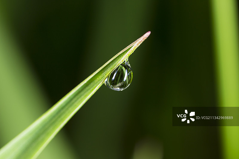 瑞典特雷勒堡叶片上的水滴特写图片素材